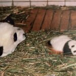 Colchones, refrigeradores y techos nuevos: CDMX transforma hogares vulnerables en Xochimilco