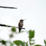 Durazo y Sheinbaum impulsan un sistema de salud de primer nivel para los sonorenses