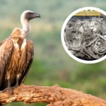 Designa el Tribunal de Disciplina Judicial a titulares de sus cinco comisiones