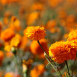 Xignux y GE Vernova anuncian coinversión estratégica