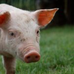 Clara Brugada entrega más de 7 mil apoyos para vivienda en la Ciudad de México