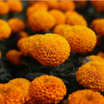 Chapultepec se llena de vida y música con la celebración “Cuando muera la tarde”