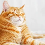 Netflix y Spotify unen fuerzas para llevar los pódcast de video al streaming en 2026