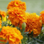 Ecos del Pasado: El renacimiento vintage convierte el hogar en un museo viviente